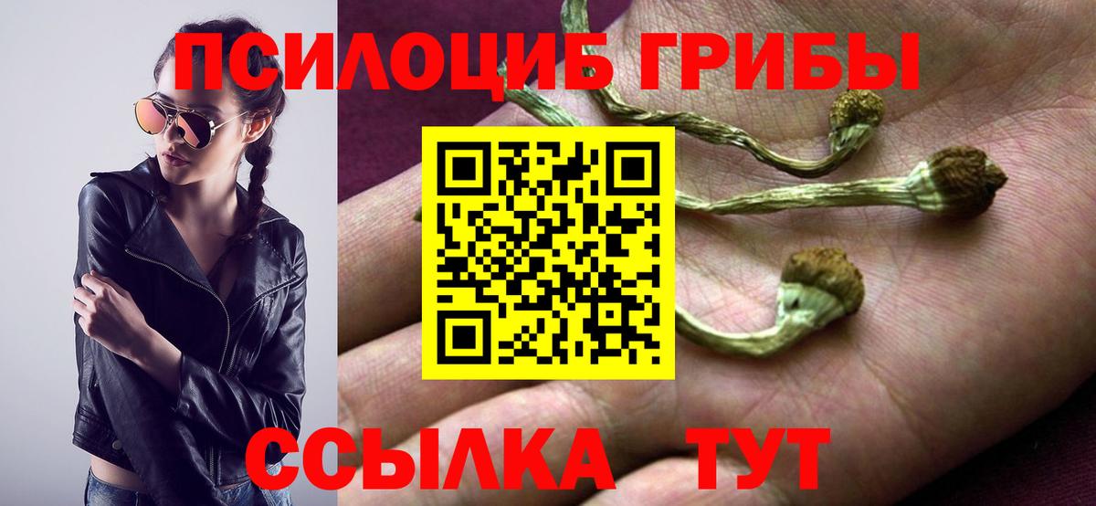 Галлюциногенные грибы Psilocybe Мурино